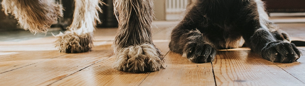 Kährs-Hain-Parkett-Holz Detailaufnahme von zwei Hunden auf einem Parkettboden